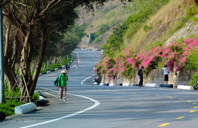 Winding hillside road on Son Tra Peninsula lined with pink bougainvillea and trees as a few people walk along it