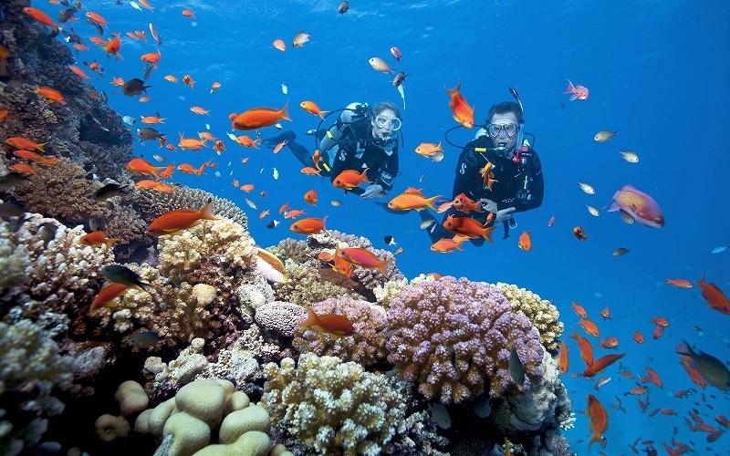 Two scuba divers swimming over a colorful coral reef surrounded by bright orange tropical fish in clear blue water