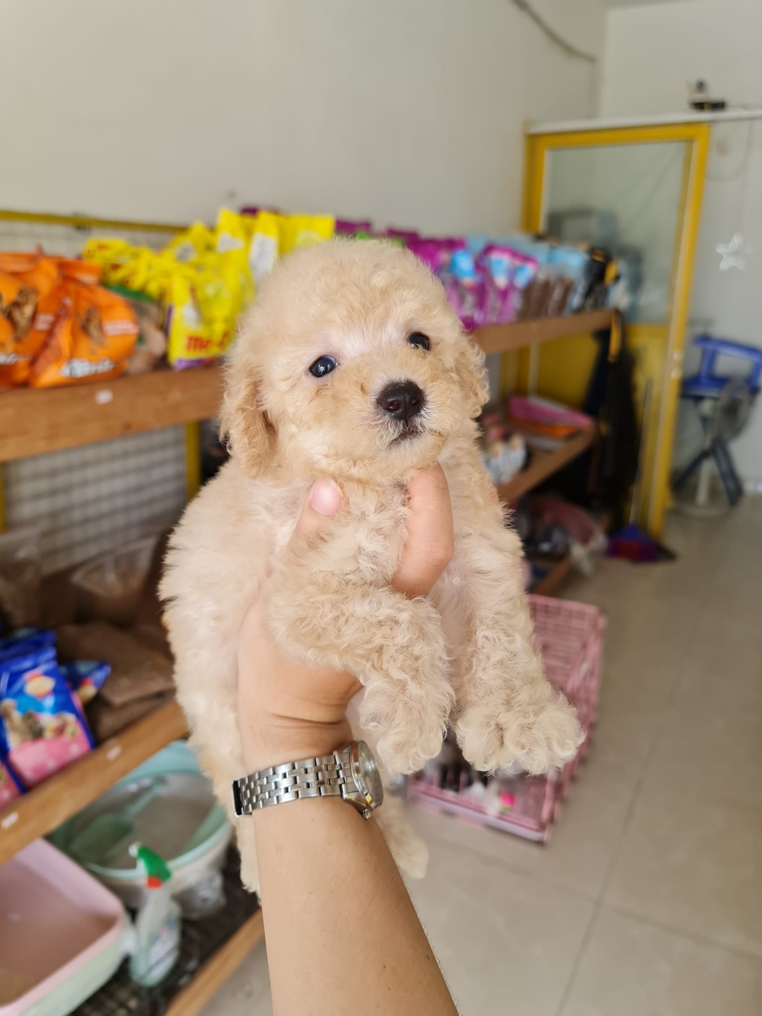 Person holding a small cream toy poodle puppy inside a pet shop with shelves of pet food behind