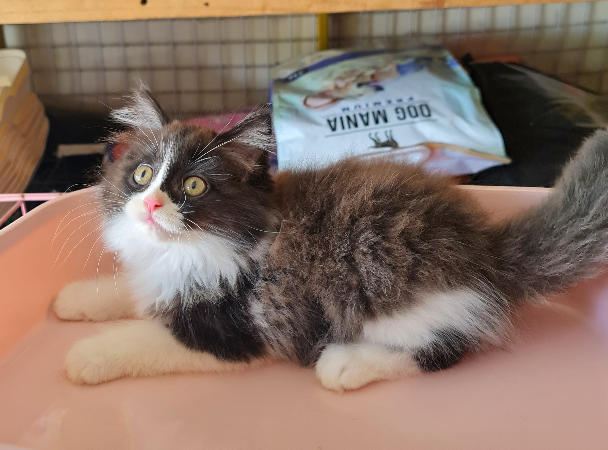 Fluffy black and white long-haired kitten lying in a pink litter tray beside a bag of pet food
