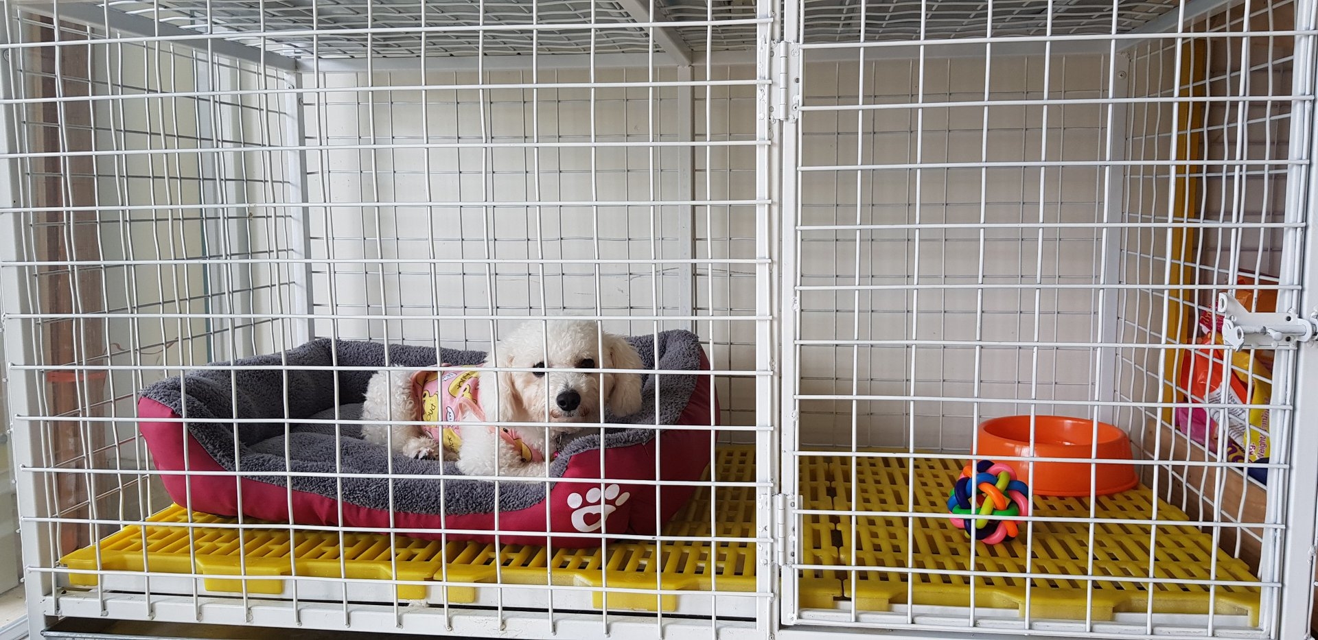 Small white poodle resting in a pink pet bed inside a clean wire boarding kennel with food bowl and toy