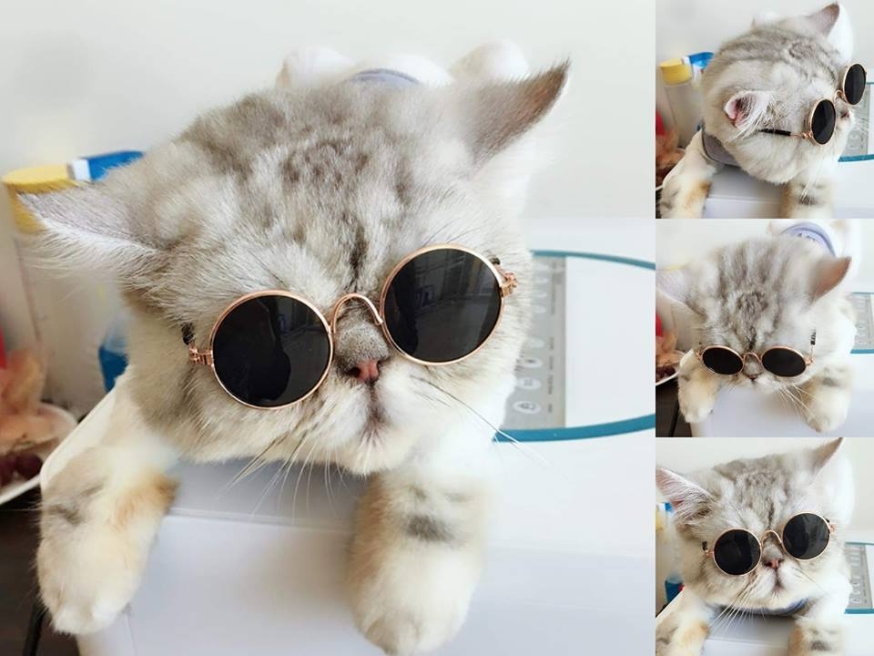 Grey tabby cat wearing round black sunglasses shown in a playful collage of four poses