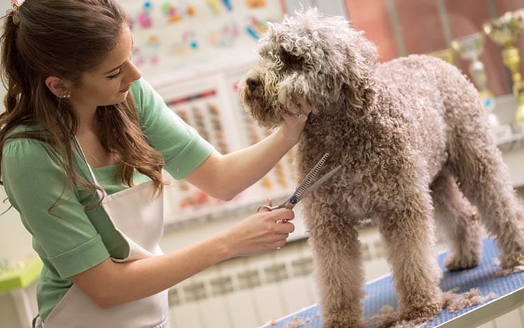 Female groomer in a green top trimming a curly grey dog with scissors on a grooming table